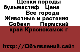 Щенки породы бульмастиф › Цена ­ 25 000 - Все города Животные и растения » Собаки   . Пермский край,Краснокамск г.